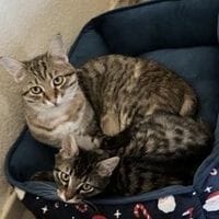 KION, chat à adopter