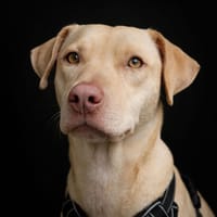 PHOENIX Croisée Labrador Femelle junior, chienne à adopter