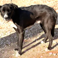 CLAUS (Lara), chien à adopter