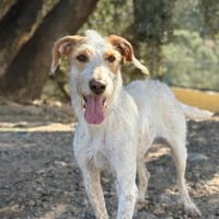 HULA   (Lara), chienne à adopter