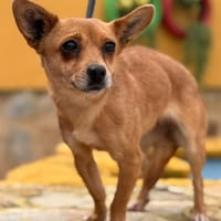 HONEY  (Lara), chienne à adopter