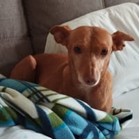 HERA (FA), chienne à adopter