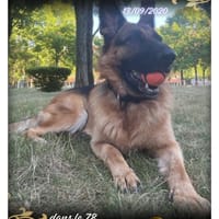 Riya, chienne à adopter