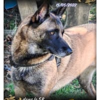 Nala, chienne à adopter