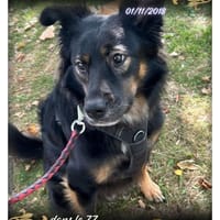 Marley, chien à adopter