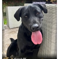 Luna, chienne à adopter