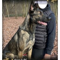 Sherry, chien à adopter