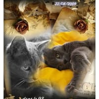 Kimy, chatte à adopter