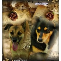 Mabrouka & Fanine, chienne à adopter