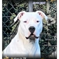 Thaï, chienne à adopter