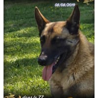 Paille, chienne à adopter