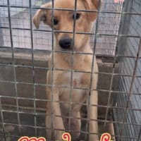 MELODY cucciola già fattrice, cane femmina da adottare