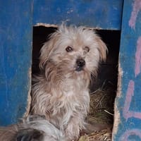 Ezio, chien à adopter