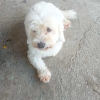 À L’ADOPTION, SNOW , adorable petit  BICHON Mâle !, chien à adopter