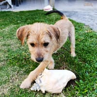 Noisette, j'ai besoin d'amour, chienne à adopter