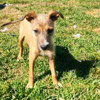 Ashley, la joie de vivre, chienne à adopter