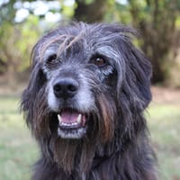 Max, chien à adopter