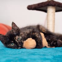 🐾Leica, femelle X européen née le 02/10/2025🐱, chienne à adopter