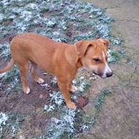 🐶Spooky, mâle croisé berger, né le 15/06/2025, chien à adopter