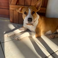 Lizzie, femelle berger, née le 14/04/2024, chienne à adopter