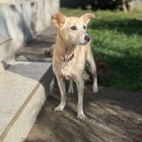 Belcha, femelle X créole née le 01/03/2013, chienne à adopter