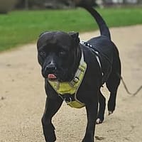 Paty, rayon de douceur, chienne à adopter