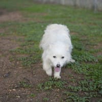 BLANQUI, chienne à adopter