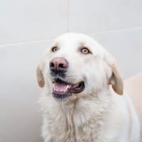 CHELO, chienne à adopter