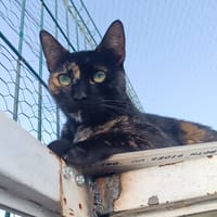 CARMEN, chatte à adopter