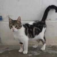 FLOKI, chat à adopter