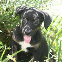 ALOE, chiot Berger Créole, femelle, chienne à adopter