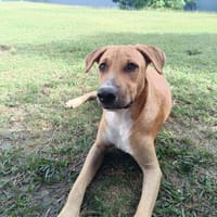 ATCHI, Mâle junior Berger Créole, chien à adopter