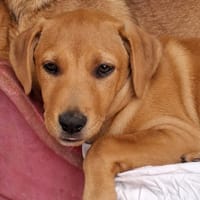 TABITHA, chiot Berger Créole femelle3, chienne à adopter