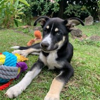 TOUPI, chiot Croisé Husky, chien à adopter