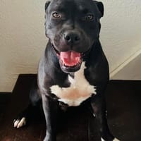 XENA, Femelle Berger Créole, chienne à adopter