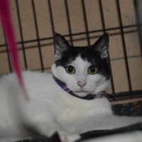 Waltornia, kotka do adopcji