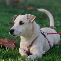 GIPSY 💚💚💚 sucht Für-immer-Zuhause, Hund zur Adoption