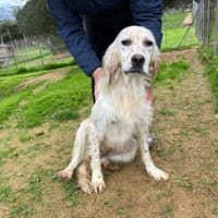 Anhängliche Schnee sucht Zuhause, Hündin zur Adoption