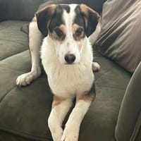 Süßer Dario möchte eine Familie, Hund zur Adoption