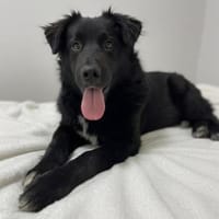 Baron , 8 mon jung, Hund zur Adoption