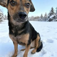 Sonja 1 Jahr 42 cm, Hündin zur Adoption