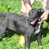 Bacalle - bildhübscher Jungrüde, Hund zur Adoption