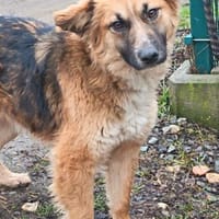 Eby, möchte nur eine Familie, Hündin zur Adoption