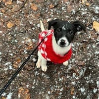 Doro sucht ihr Körbchen für immer, Hündin zur Adoption