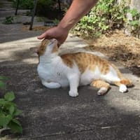 Süßer Entdecker Honey, Kater zur Adoption