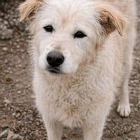 Stella 💚💚💚 sucht einfühlsame Menschen, Hündin zur Adoption