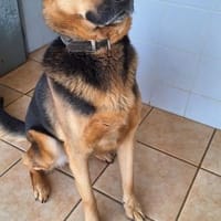 Oscar - dein Kumpel mit Teddy Charme, Hund zur Adoption