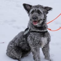 Kelly wartet in 49453 Barver (Landkr DH), Hündin zur Adoption