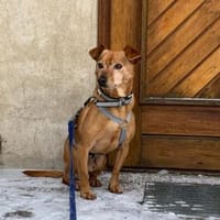 Unkomplizierter Fiocco sucht Zuhause, Hund zur Adoption