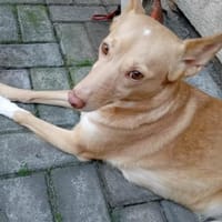 Raya ihre Vermittlung ist sehr dringend, Hündin zur Adoption